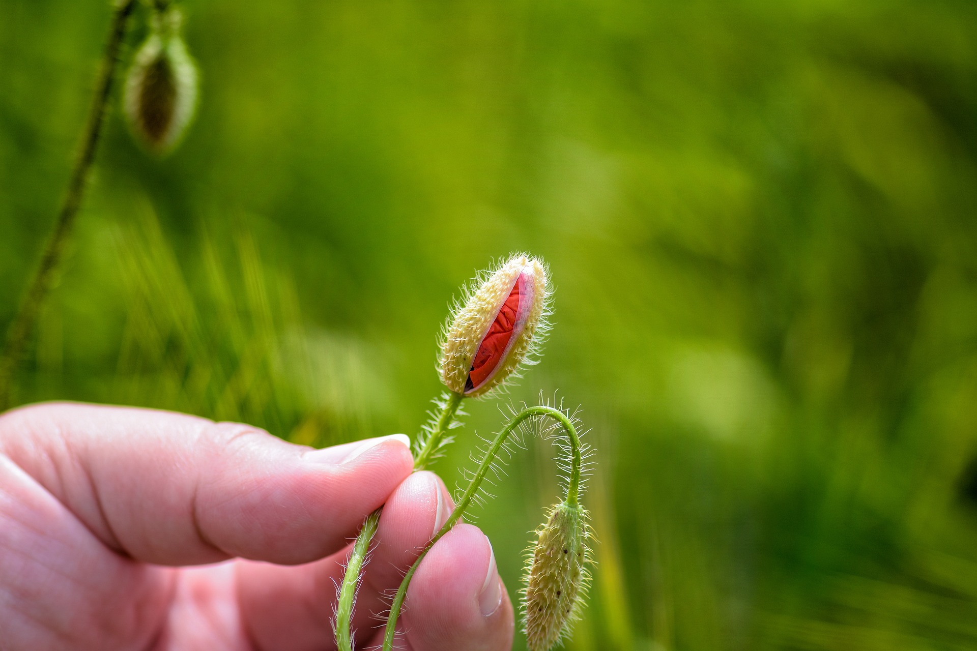 poppy-g6f98d40d7_1920.jpg